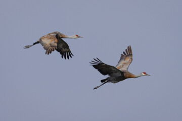 Sandhill cranes flying in beautiful light, seen in the wild in a North California marsh 