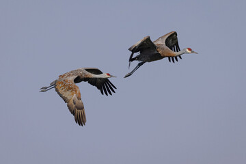 Sandhill cranes flying in beautiful light, seen in the wild in a North California marsh 