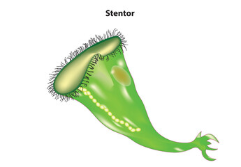 Biological illustration of Stentor (Stentor anatomy)