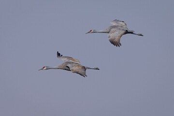 Sandhill cranes flying in beautiful light, seen in the wild in a North California marsh 