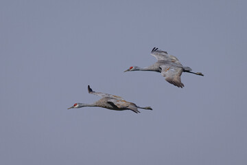 Sandhill cranes flying in beautiful light, seen in the wild in a North California marsh 