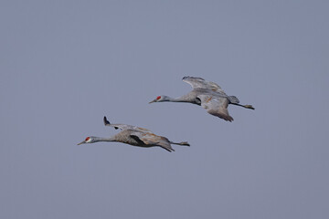 Sandhill cranes flying in beautiful light, seen in the wild in a North California marsh 