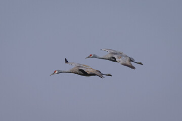 Sandhill cranes flying in beautiful light, seen in the wild in a North California marsh 
