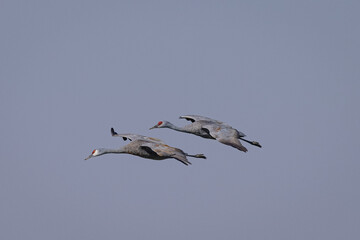 Sandhill cranes flying in beautiful light, seen in the wild in a North California marsh 
