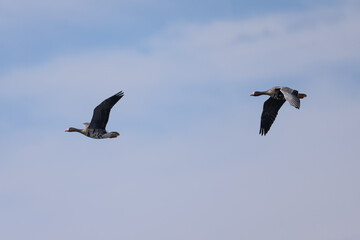Fototapeta na wymiar Greater White-fronted Geese flying together, seen in North California