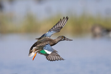 Male Northern Shoveler landing, seen in the wild in North California