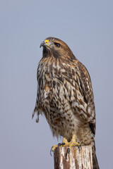 red-tailed hawk perched in beautiful light , seen in the wild in  North California 