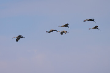 Sandhill cranes flying in beautiful light, seen in the wild in a North California marsh 