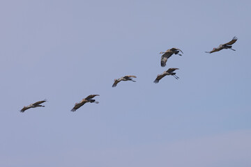 Sandhill cranes flying in beautiful light, seen in the wild in a North California marsh 