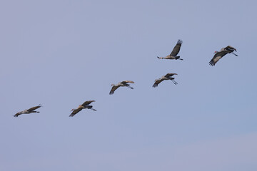Sandhill cranes flying in beautiful light, seen in the wild in a North California marsh 