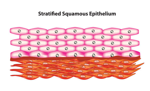 Biological illustration of stratified squamous epithelium