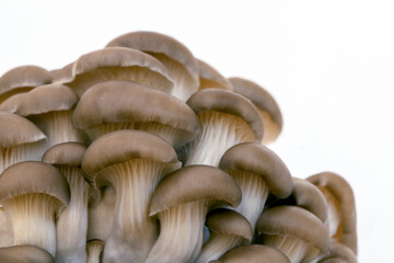 Oyster mushrooms close-up. Macro wallpaper, background