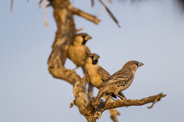 Sociable Weavers below their giant nest on the Kalahari, South Africa