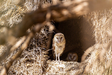 Juvenile Barn Owls at the entrance of their nest in a tree in the Kgalagadi Transfrontier Park