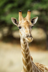 Giraffe drinking water in the Kalahari	desert, South Africa