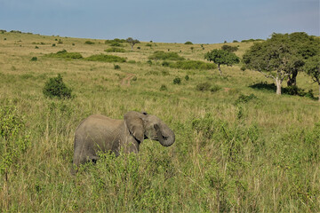 Naklejka na ściany i meble A baby elephant walks on the African savannah. There is lush green grass and trees around. The path winds along the hillside. Kenya. Masai Mara Park.