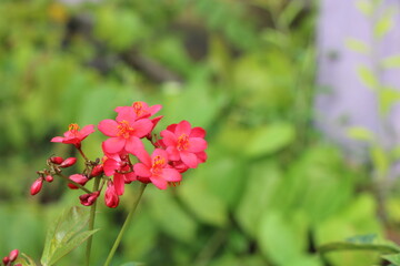Portrait view of small red flower in garden with blur background