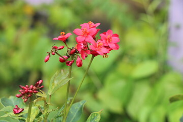 Portrait view of small red flower in garden with blur background