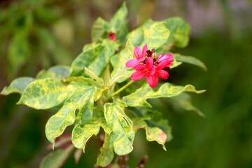 Portrait view of small red flower in garden with blur background