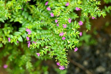 Portrait view of small pupal flower in garden with small leafs
