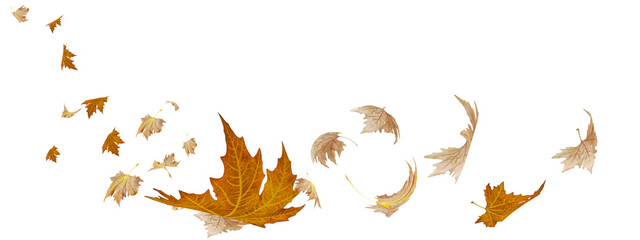 leaf leaves flying by the wind in autumn season background - Powered by Adobe