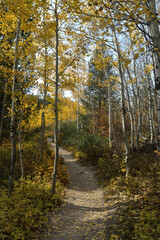 Fototapeta premium coming through the color