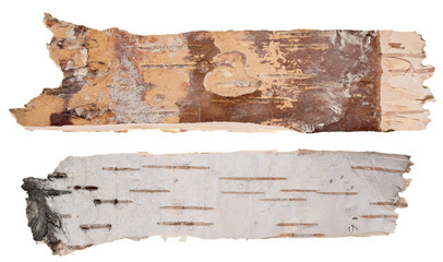 Birch bark