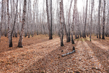 Birch forest