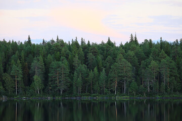 Fototapeta na wymiar summer landscape in forest background panorama nature summer season landscape trees