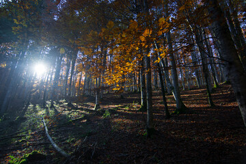 the sun's rays illuminate the leaves of the autumn trees