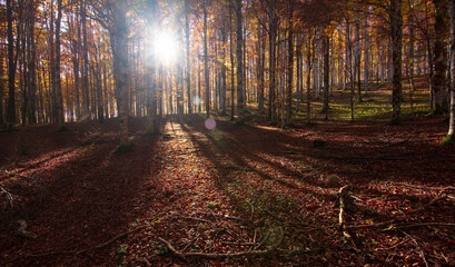 the sun rises in the forest with autumn colors