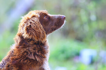 stray dog on the street, chipping, sterilization animal shelter, portrait of mongrel dog