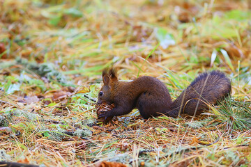 squirrel small wild animal in nature in autumn