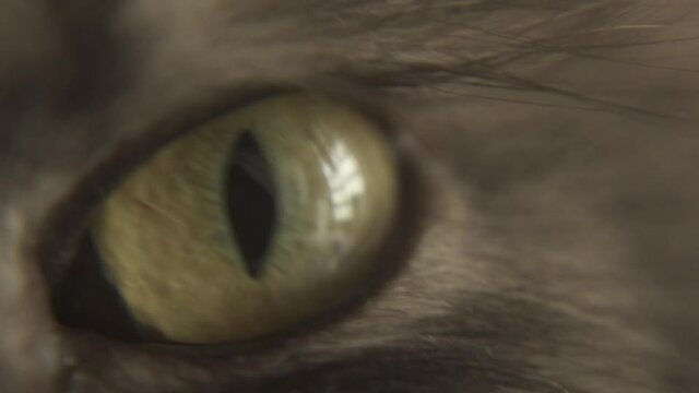 Close up of cat eyes, Selective focus 