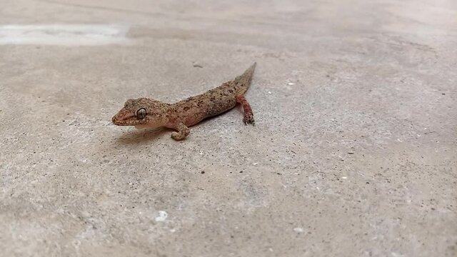 A common injured house gecko (Hemidactylus frenatus) in house moving on the floor near water spot. Household animal in Asia.