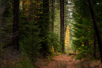 Obraz premium Fall Color Larch Trees in Oregon