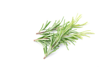 Branch of rosemary isolated on white background. Evergreen shrubs