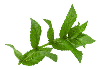 Mint leaf closeup on white