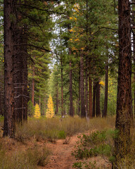 Fall Color Larch Trees in Oregon