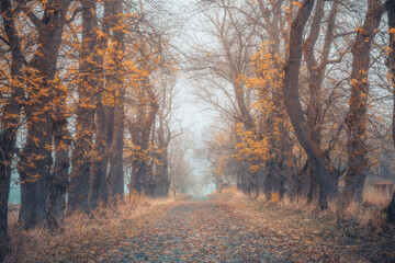 An autumn road with fog. Rotvoll in Trondheim, Norway