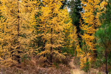Fall Color Larch Trees in Oregon