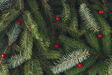 Creative layout made of Christmas tree branches with red berries. New Year nature concept. Flat lay.