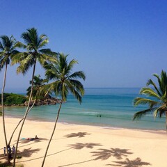 Fototapeta na wymiar Tropical Sri Lankan palm tree on the beach