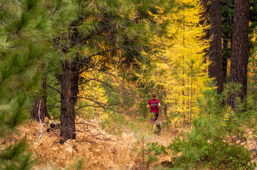 Obraz premium Fall Color Larch Trees in Oregon