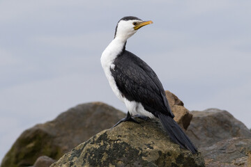 Australian pied cormorant (Phalacrocorax varius) perched on a rock next to the sea. Adelaide,  SA, Australia
