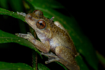 Endangered common mist frog (Litoria rheocola) on a fern. Mount Bartle Frere, Queensland, Australia
