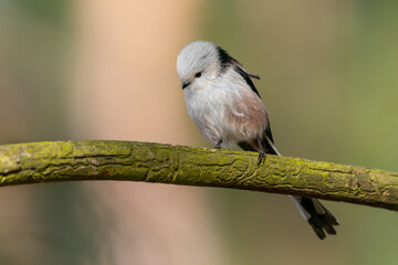 Raniuszek na gałęzi 