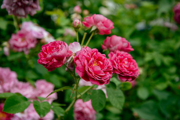 Lovely pink roses in a flower bed. Spring plants.
