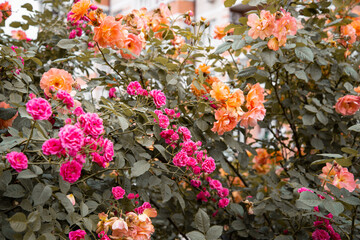 Fototapeta na wymiar A flower bed with beautiful pink plants. Spring flowering.