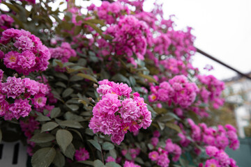A flower bed with beautiful pink plants. Spring flowering.